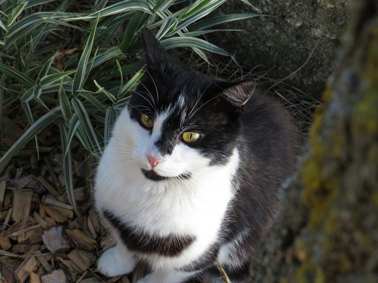 cat tree nature free photo