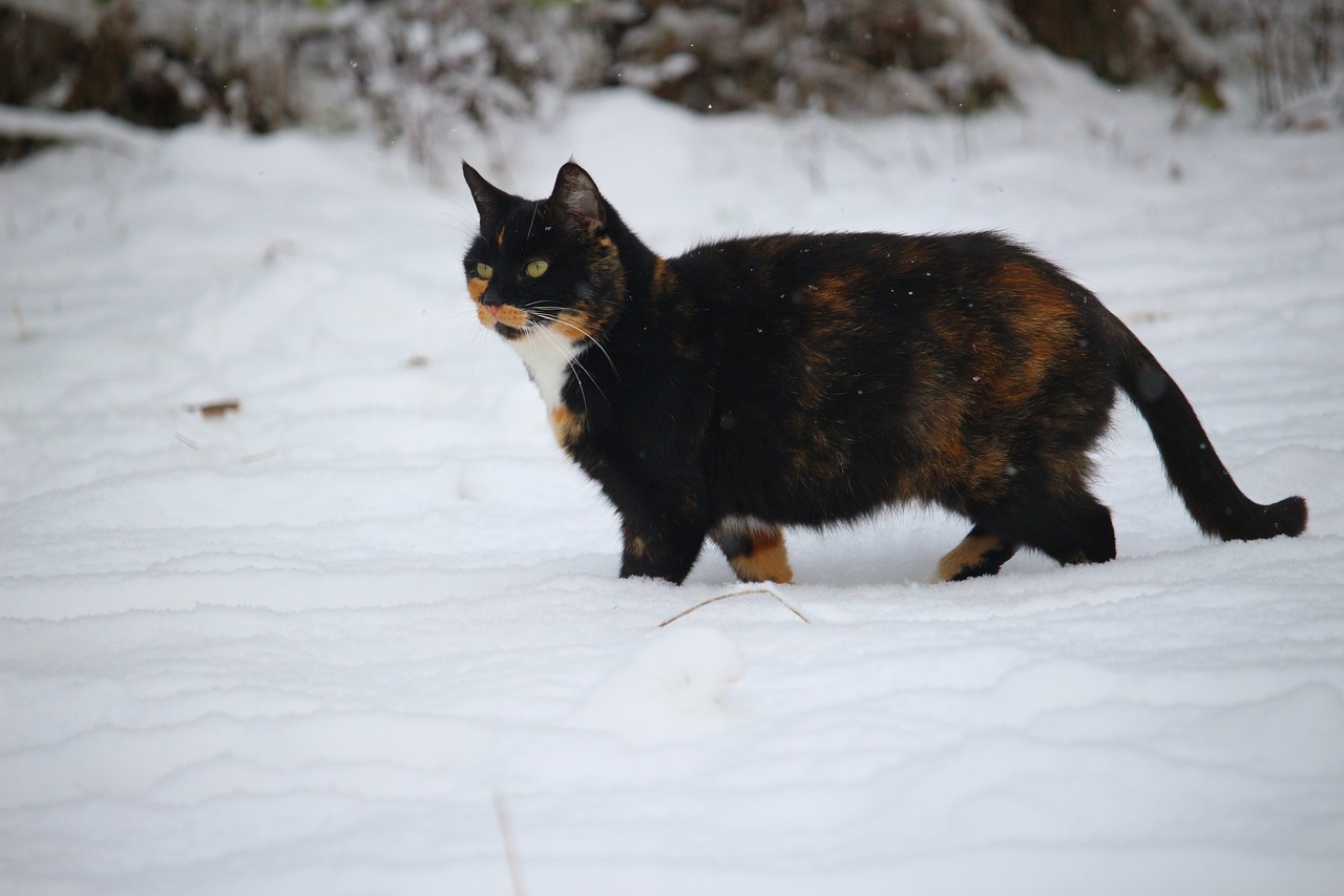 cat mieze snow free photo