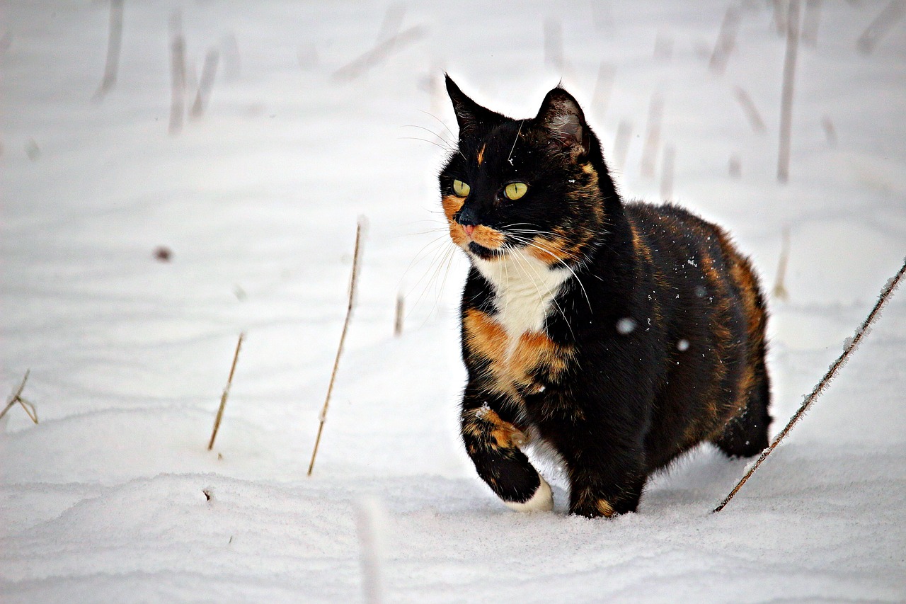 cat snow winter free photo