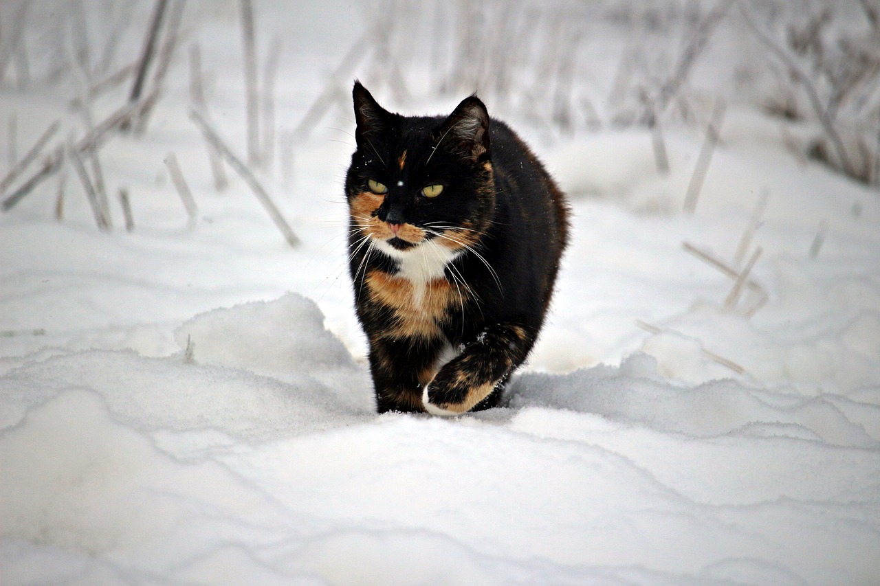 cat winter snow free photo