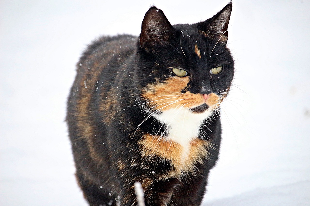 cat mieze snow free photo