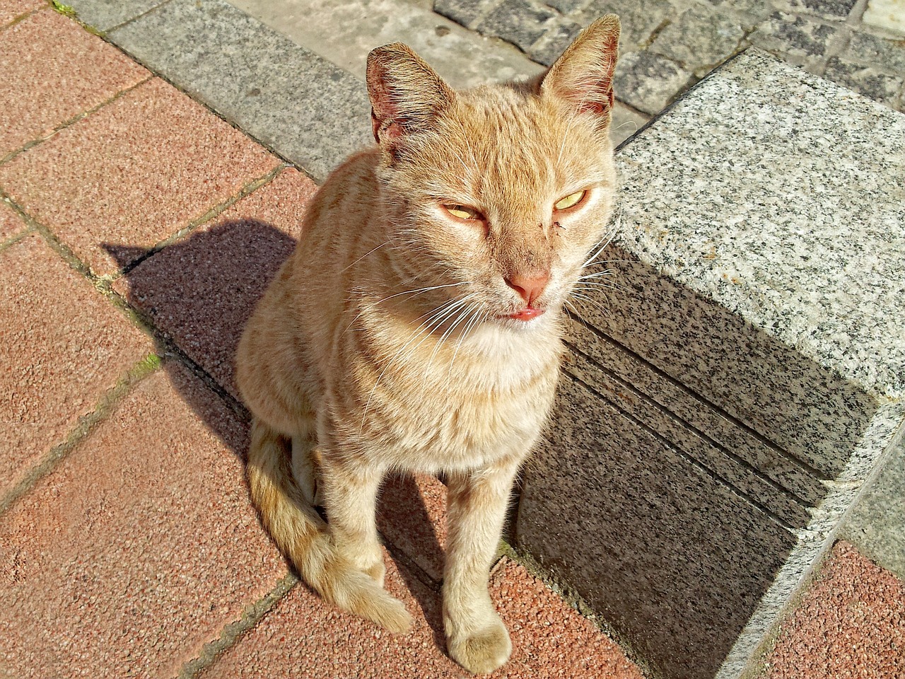 cat lightening reddish fur free photo