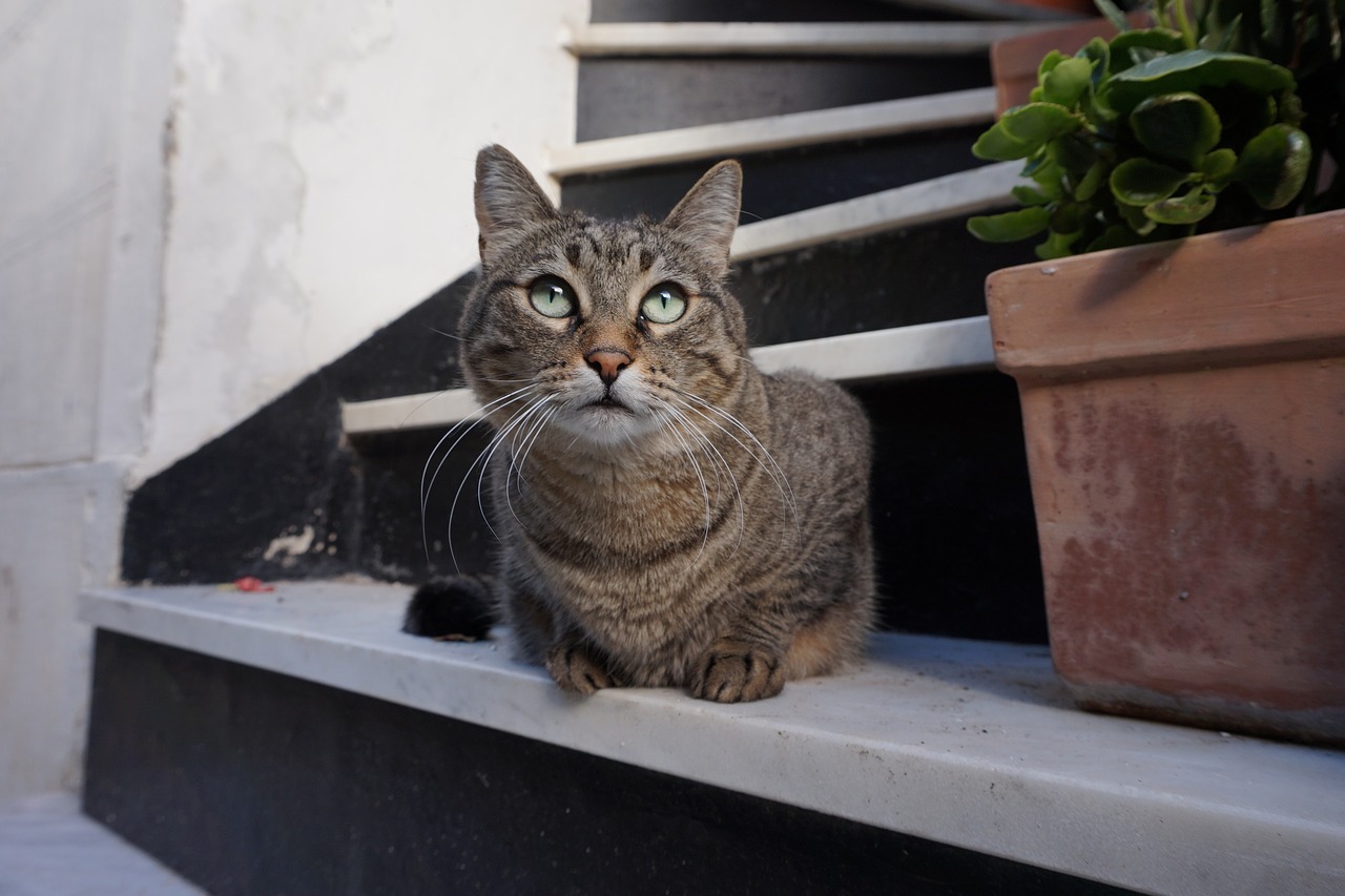 cat italy gray cat free photo