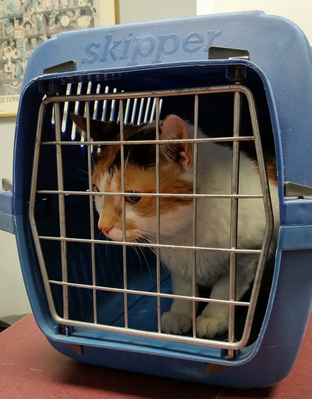 cat carrier animal free photo