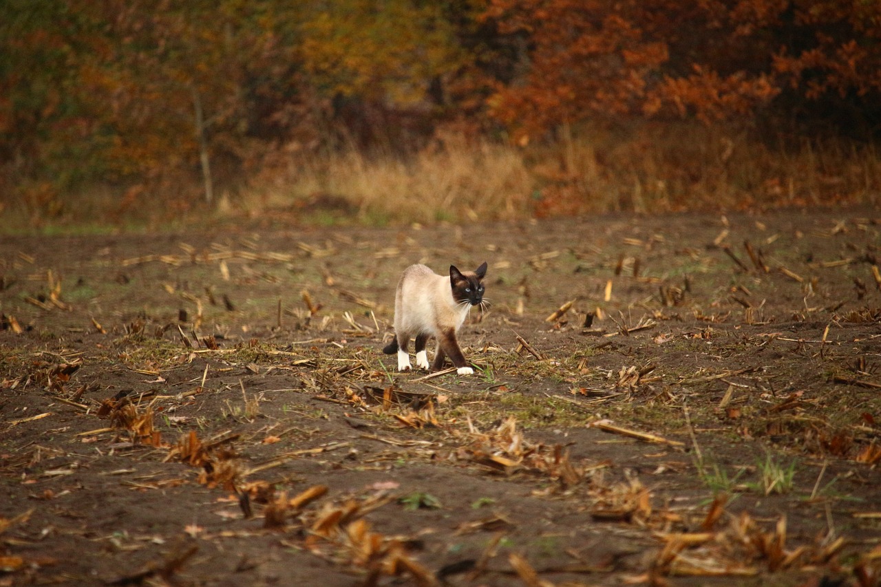 cat siam mieze free photo