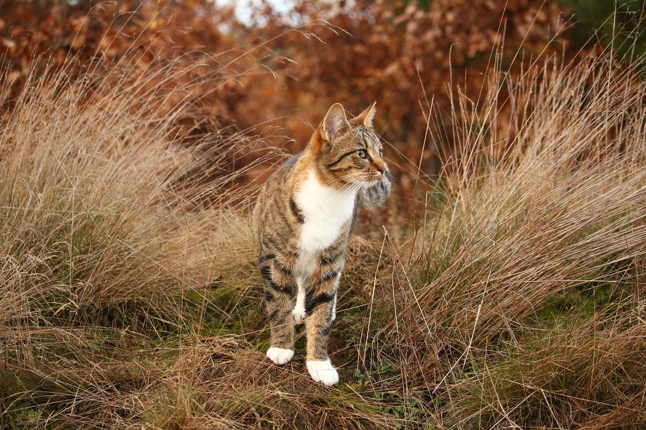 cat tiger cat mieze free photo