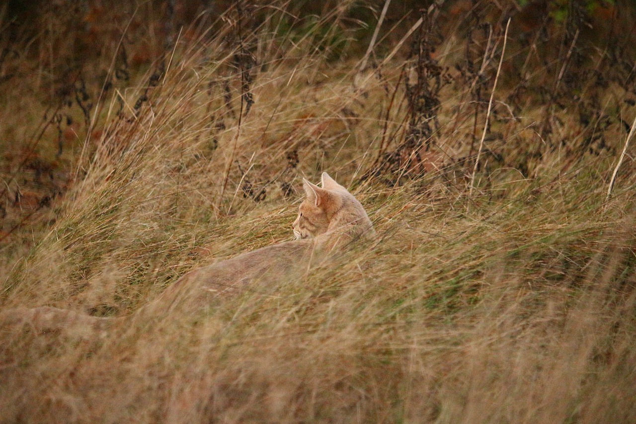 cat mackerel camouflage free photo