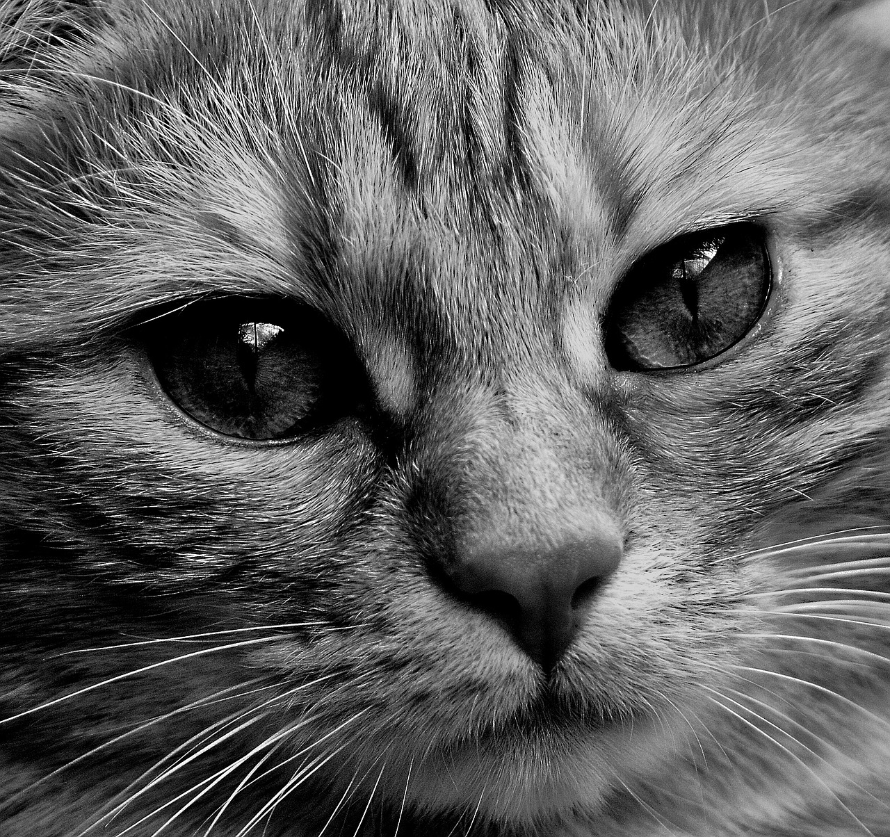 cat face close free photo
