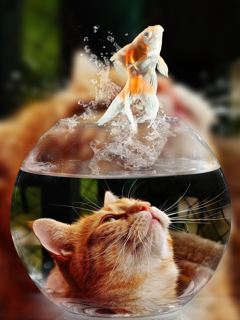 cat face goldfish free photo