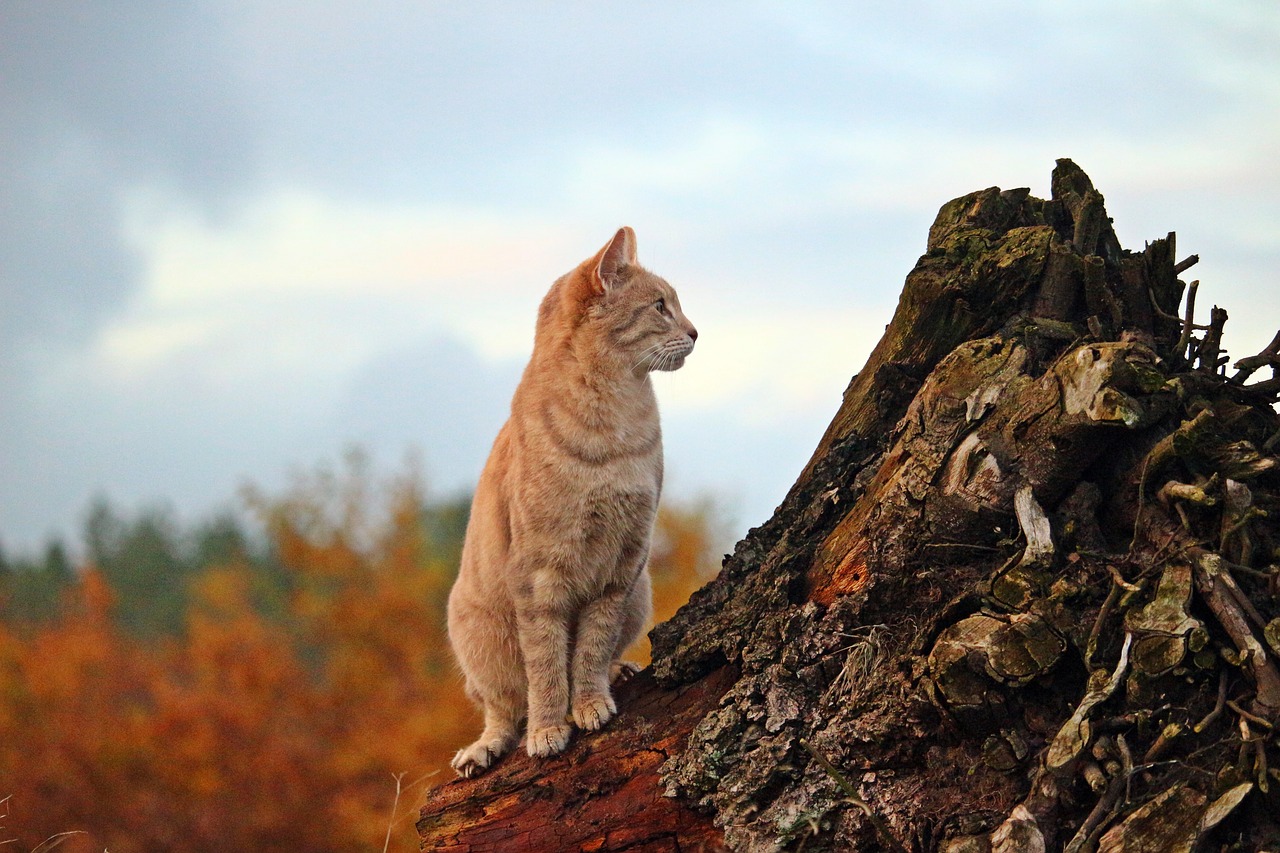 cat mieze tiger cat free photo