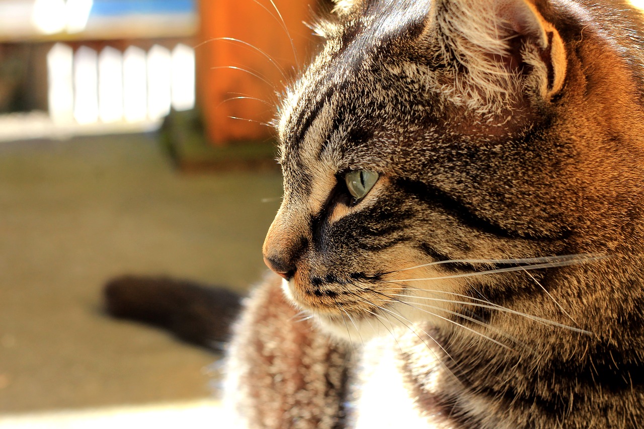 cat tabby smile free photo