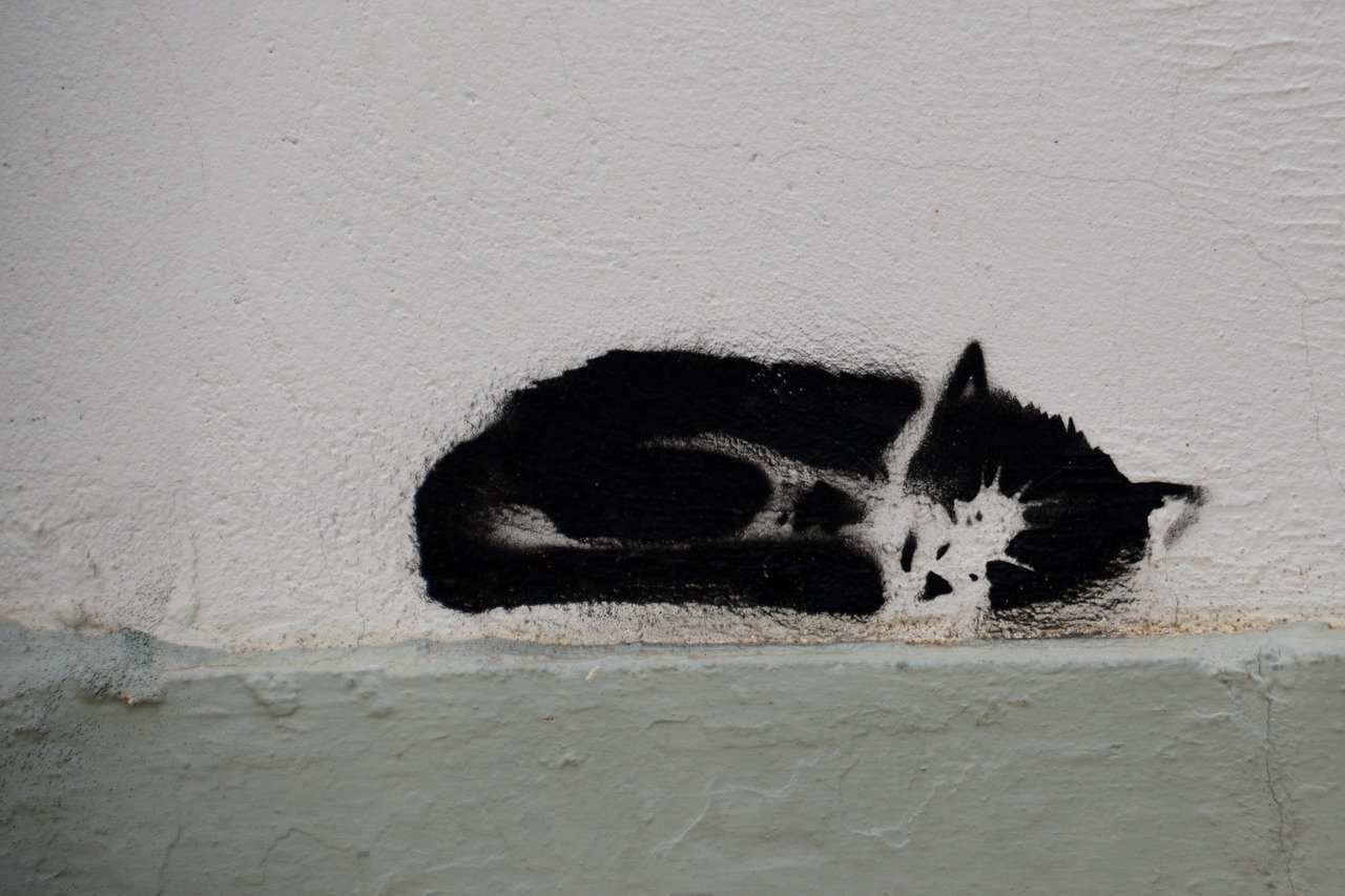cat grafiti art free photo