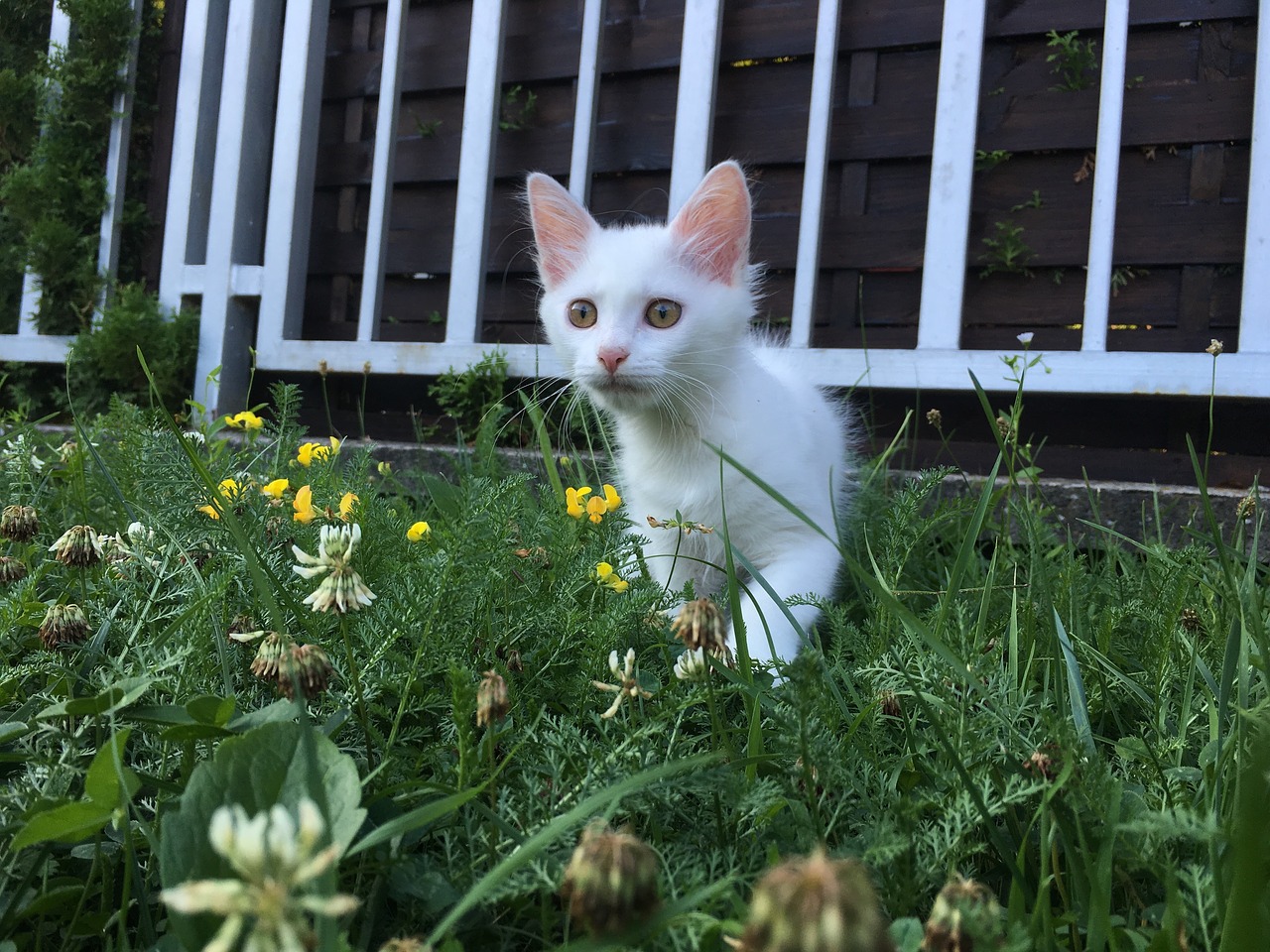 cat white animal free photo