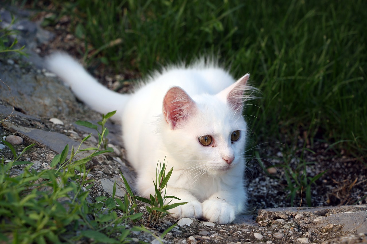 cat white pet free photo