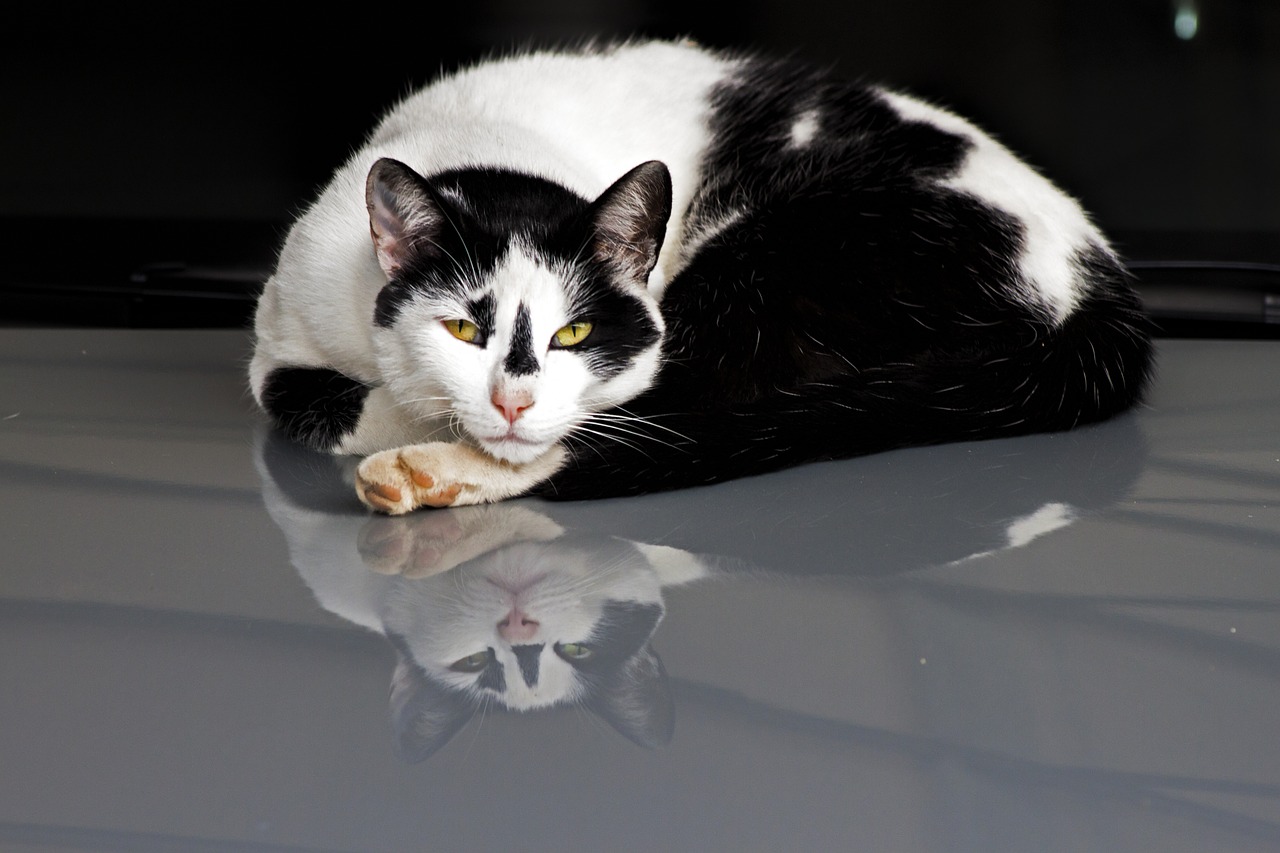 cat reflection sleepy free photo