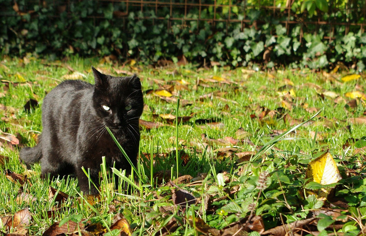 cat black feline free photo