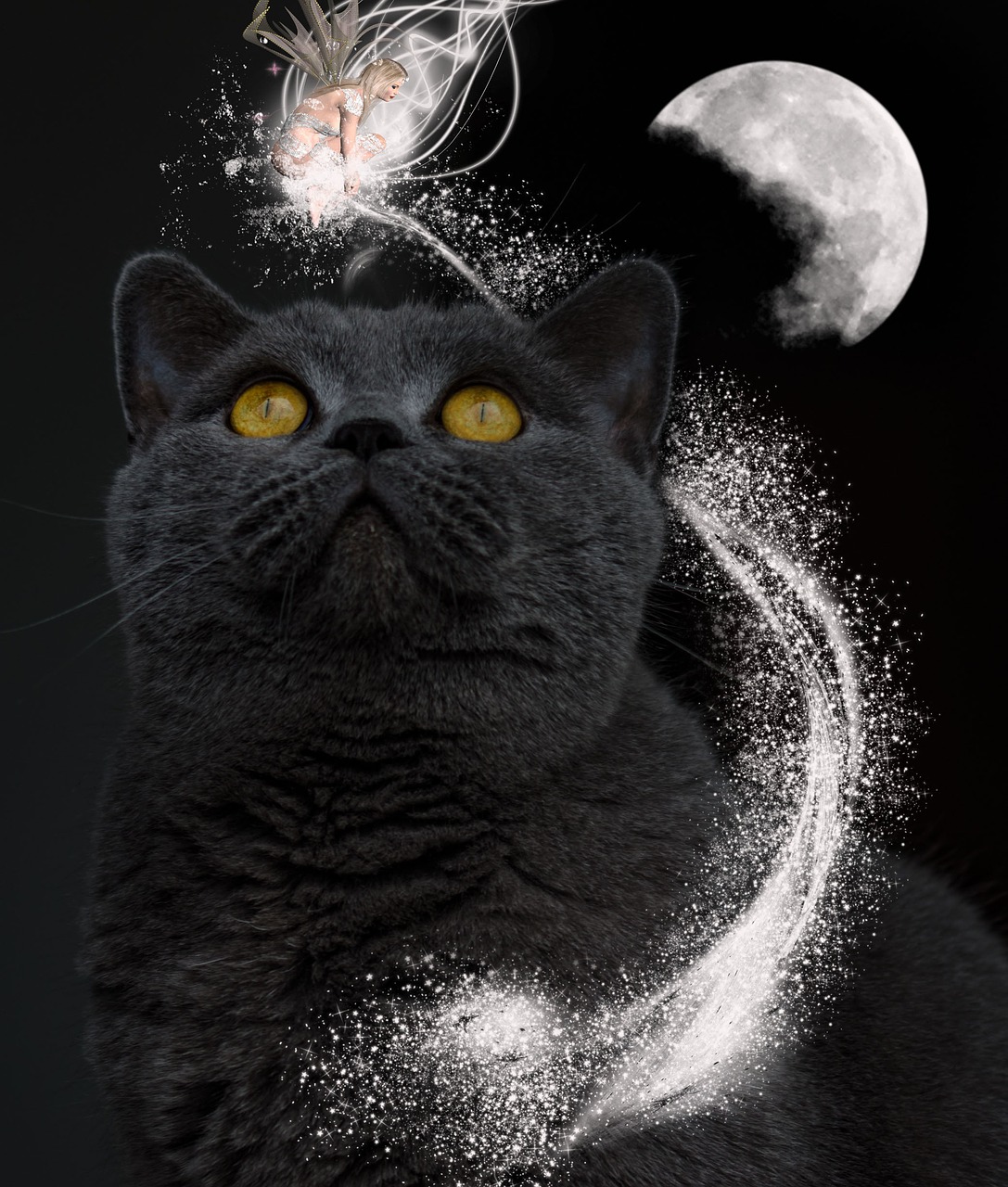 cat magic fantasy free photo