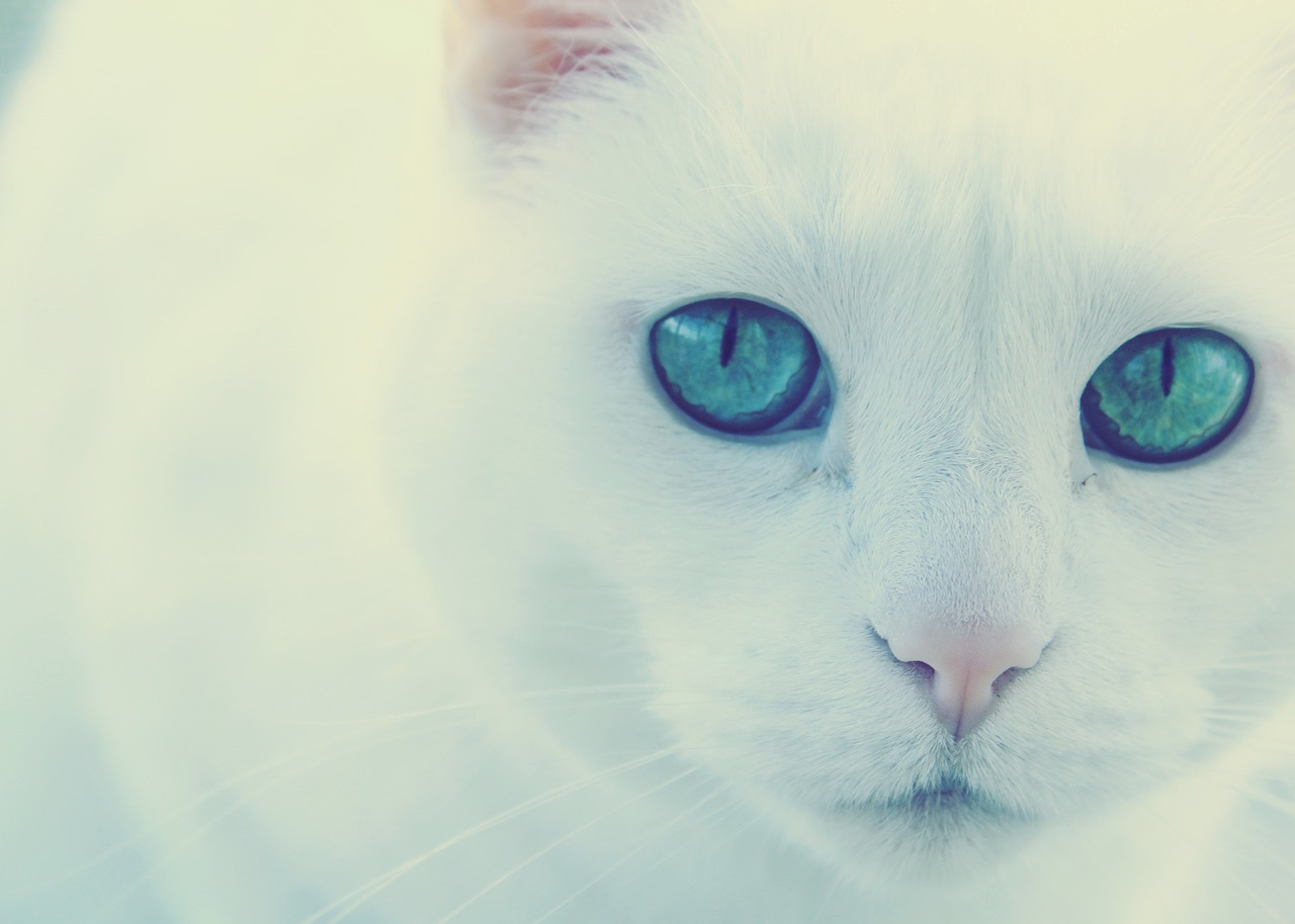 cat green eyes white cat free photo