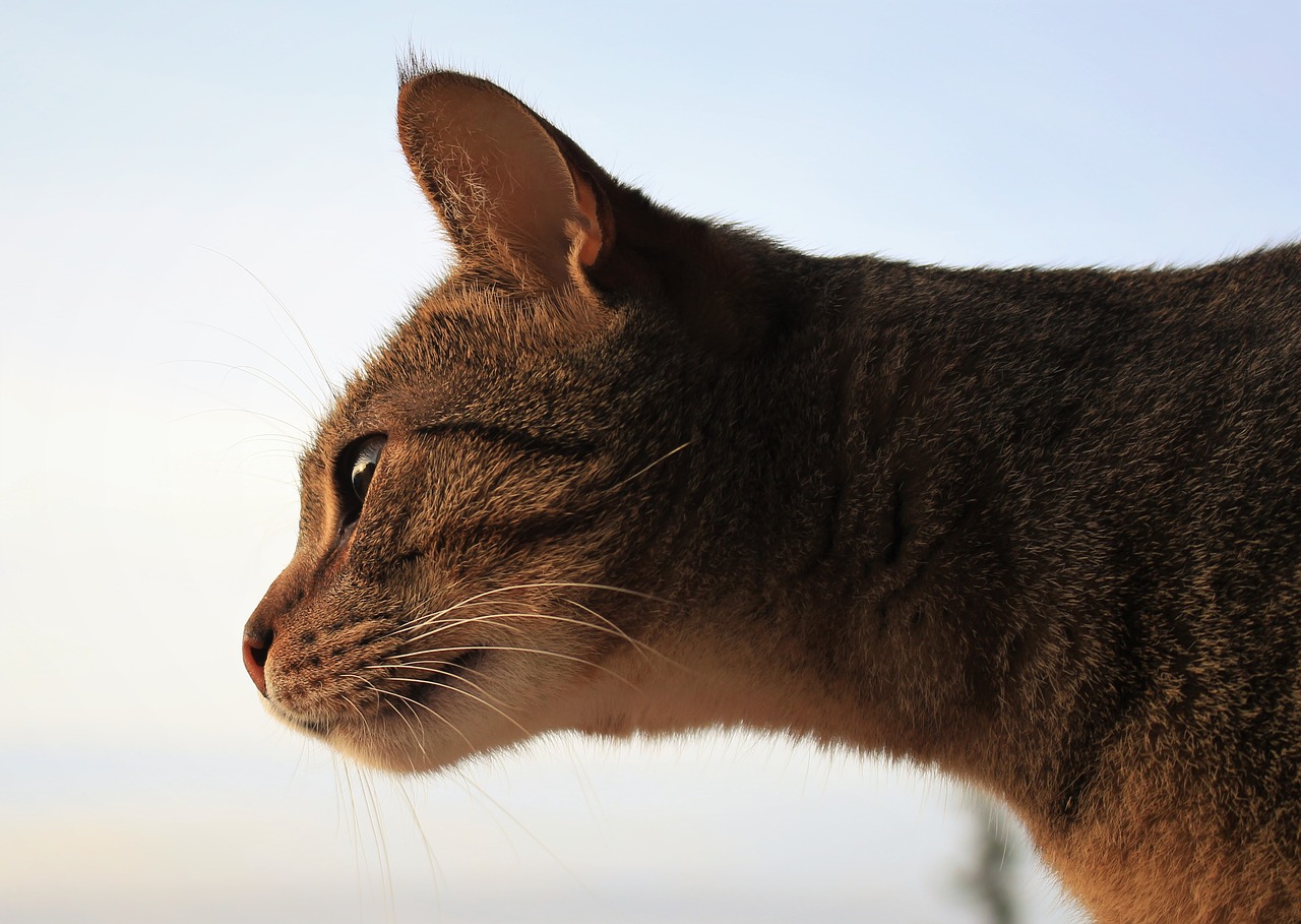 cat whiskers kitten free photo