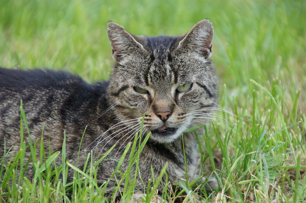 cat tongue nature free photo