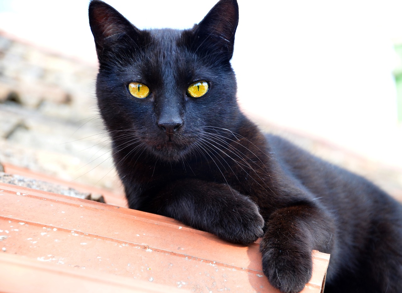 cat black kitty free photo