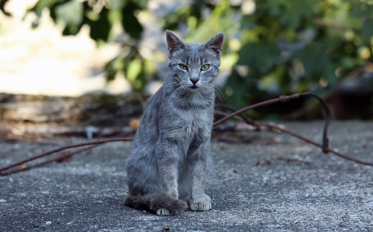 cat feline looking free photo