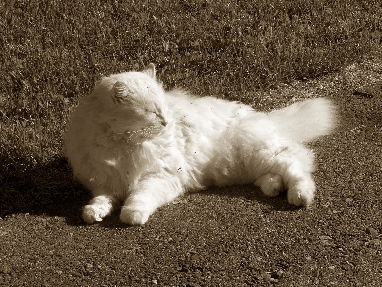 cat white sleeping free photo