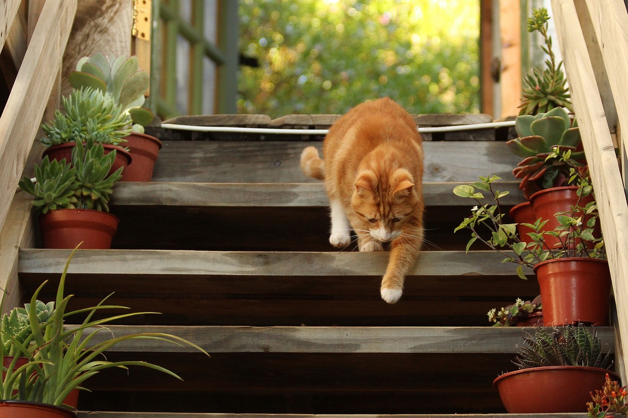 cat walking stairs free photo