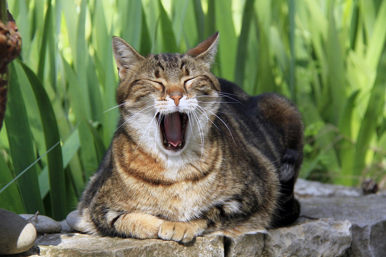 cat yawning feline free photo