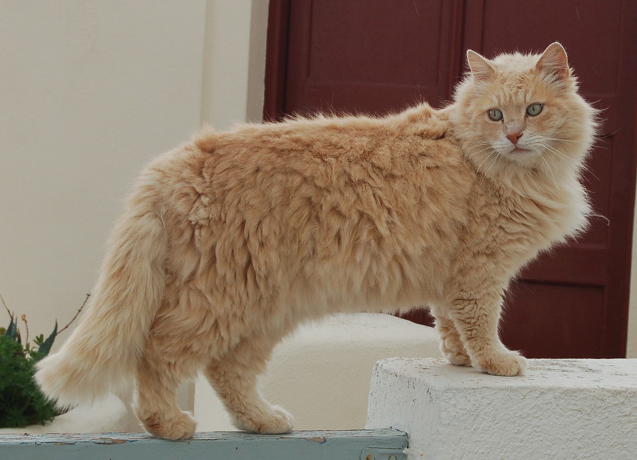 cat lion cat greece free photo