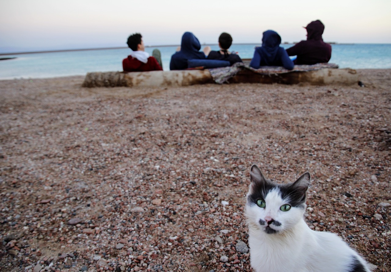 cat watch sea free photo