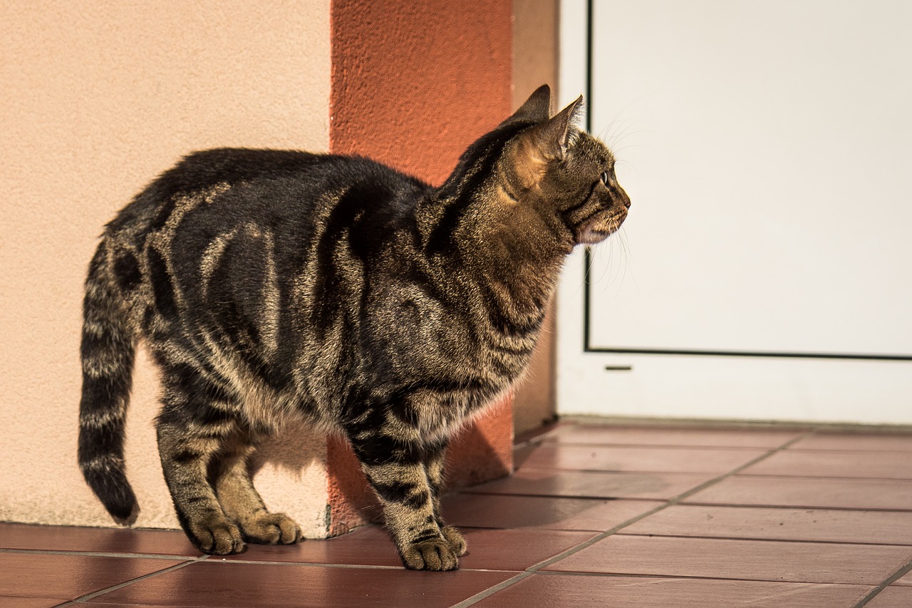 cat kitten tabby free photo