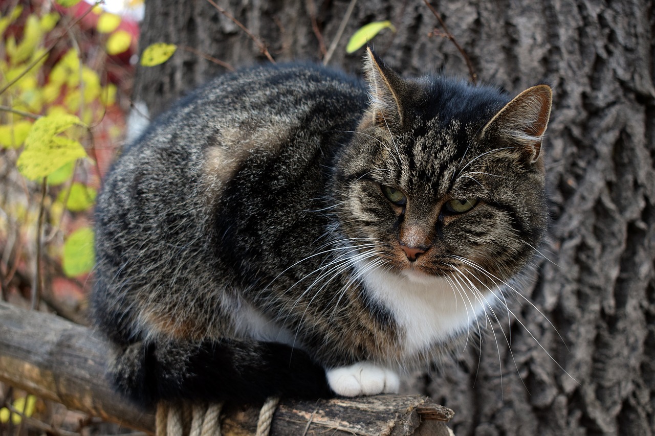 cat domestic cat kitten free photo