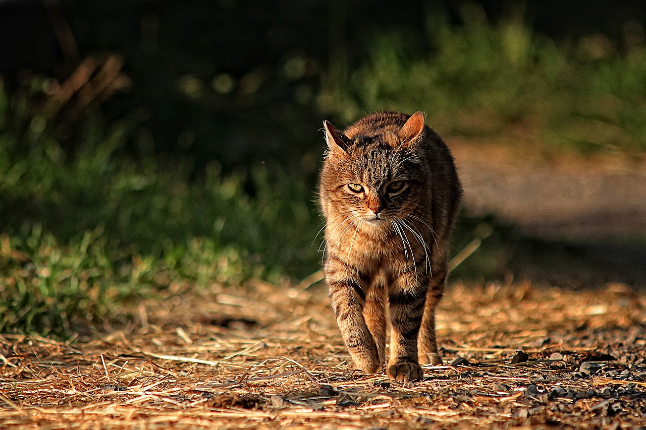 cat cat eyes animal free photo