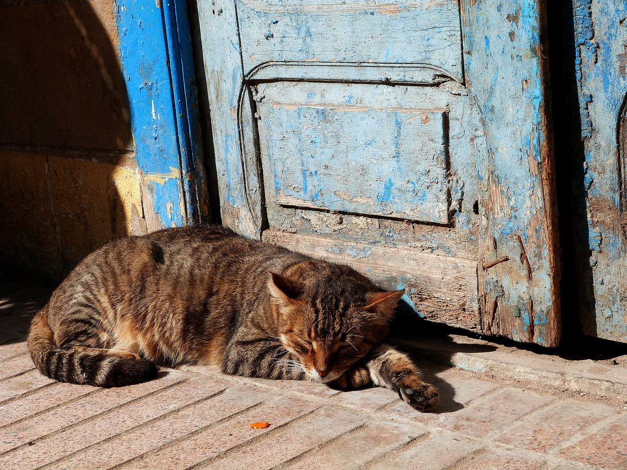 cat sleeping outdoors free photo