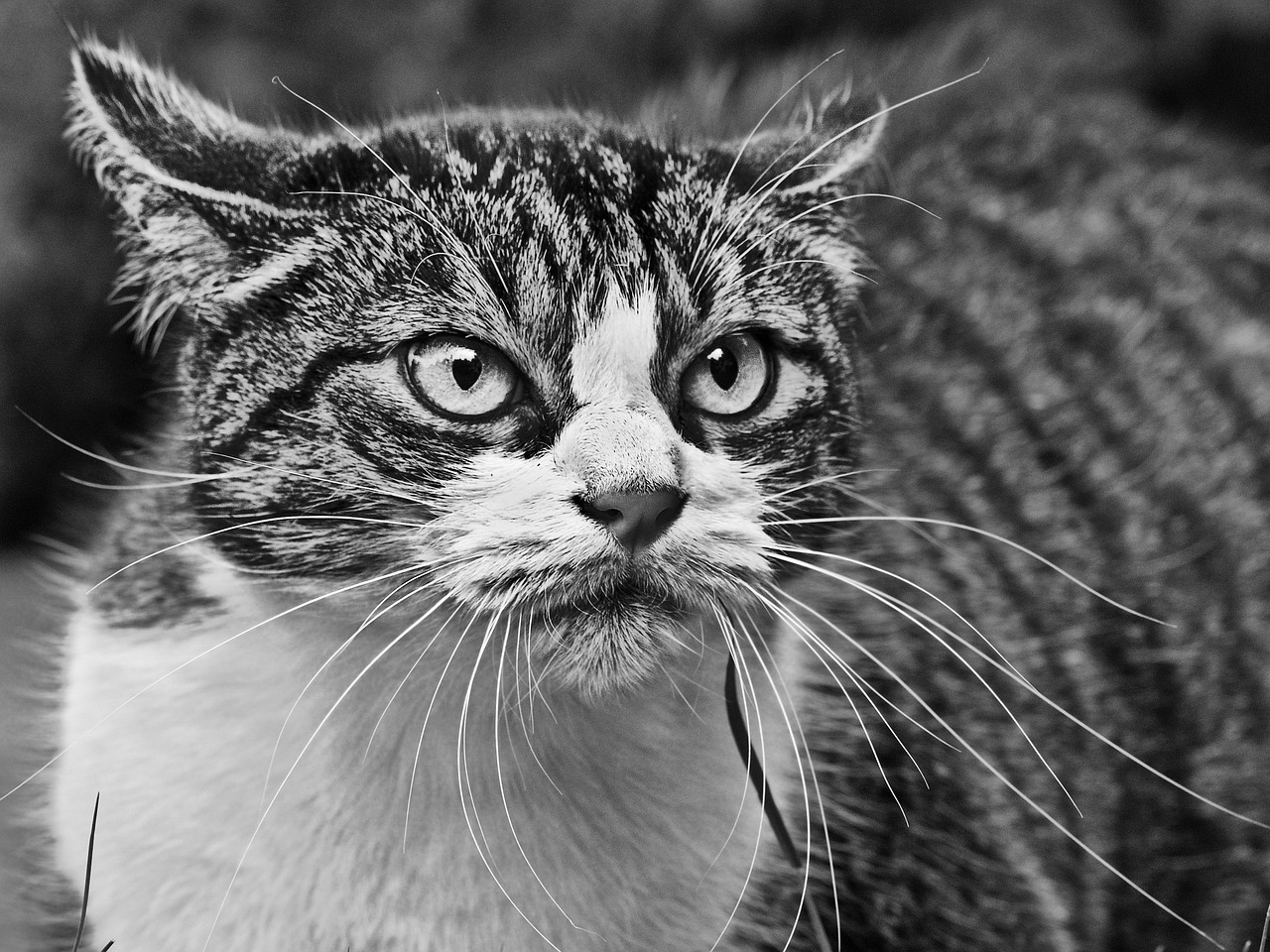 cat angry anger free photo