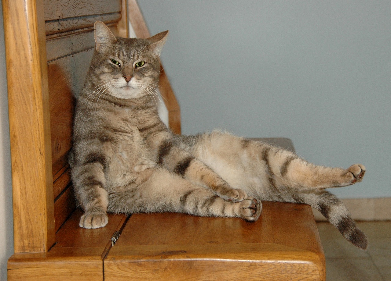 cat sitting wooden bench free photo