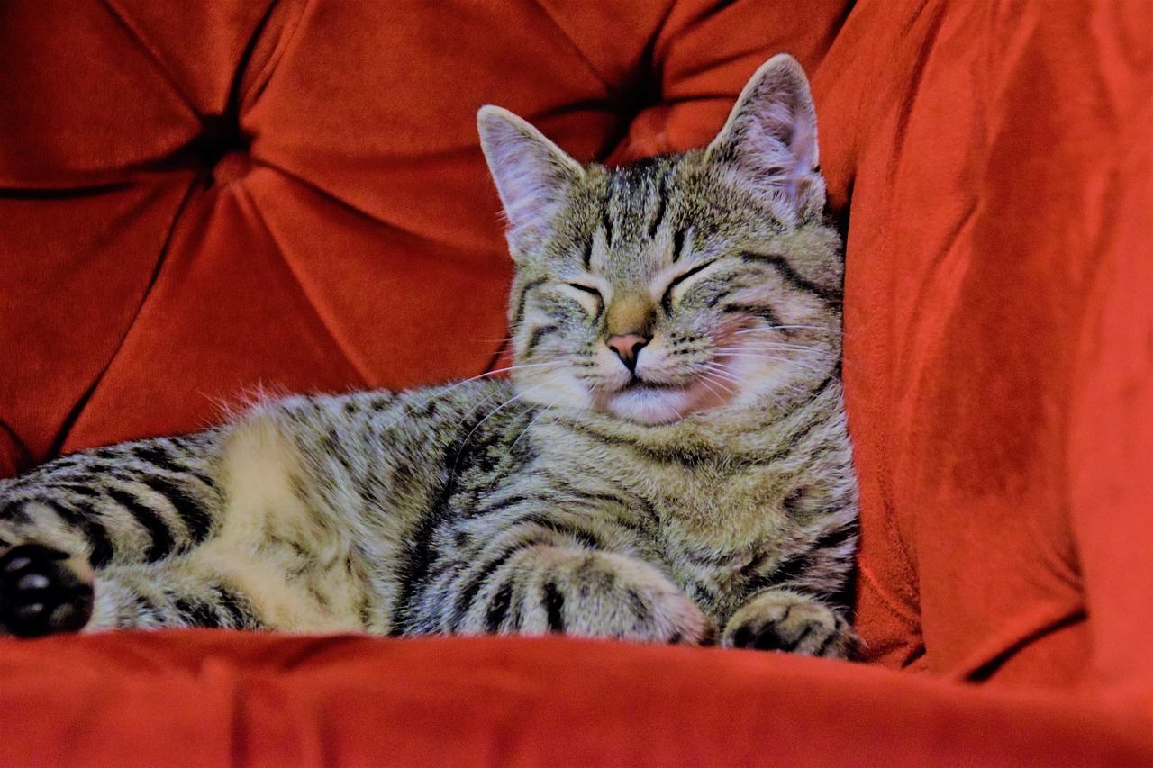 cat red chair tv armchair free photo