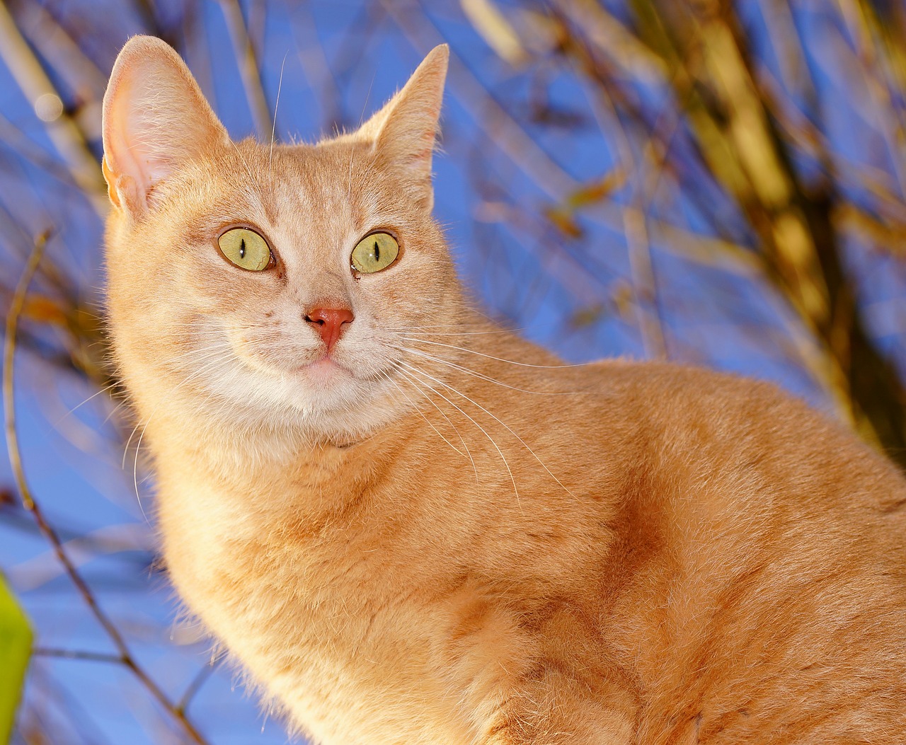 cat female domestic cat free photo