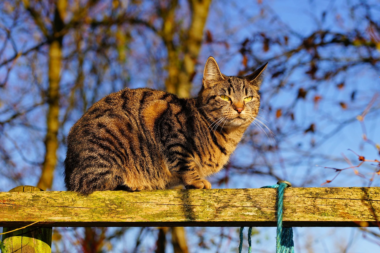 cat female cat face free photo