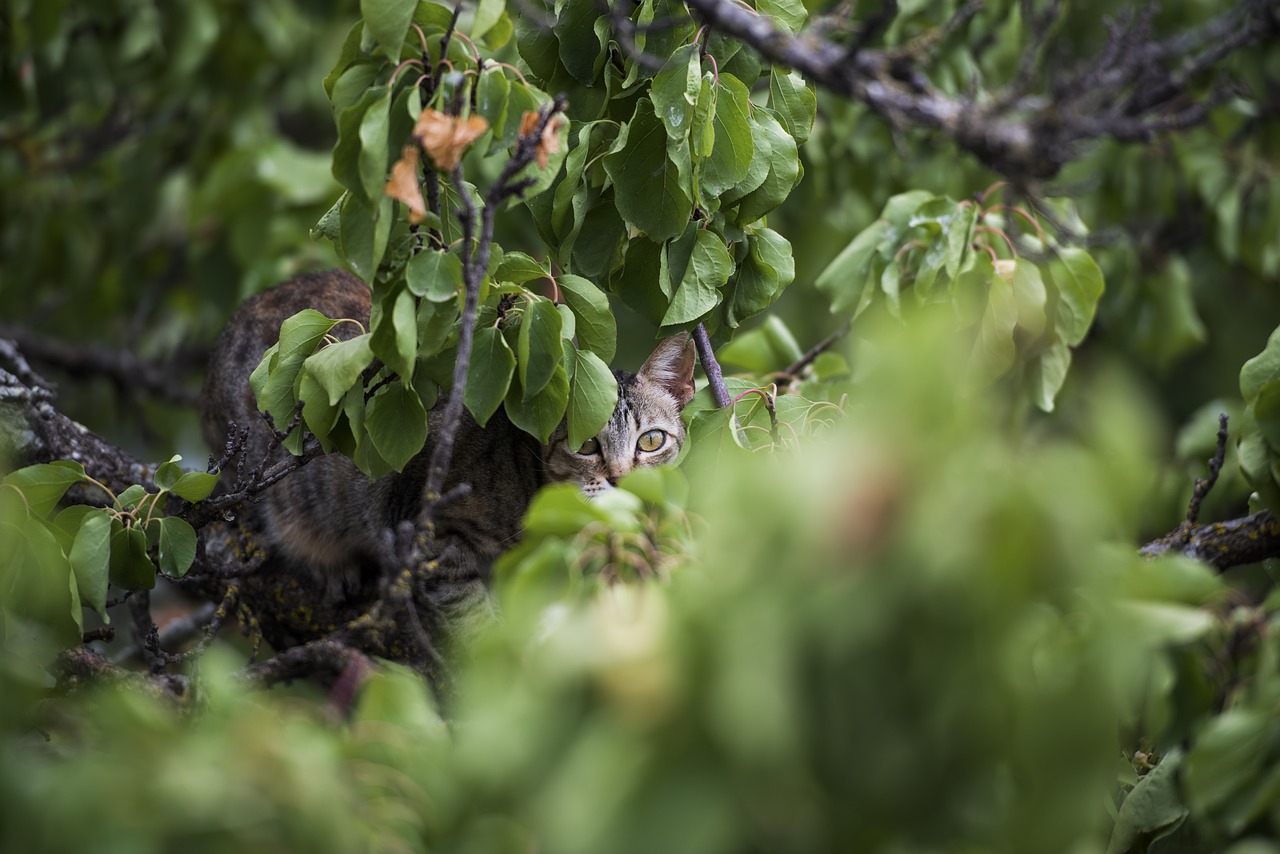 cat tree green free photo