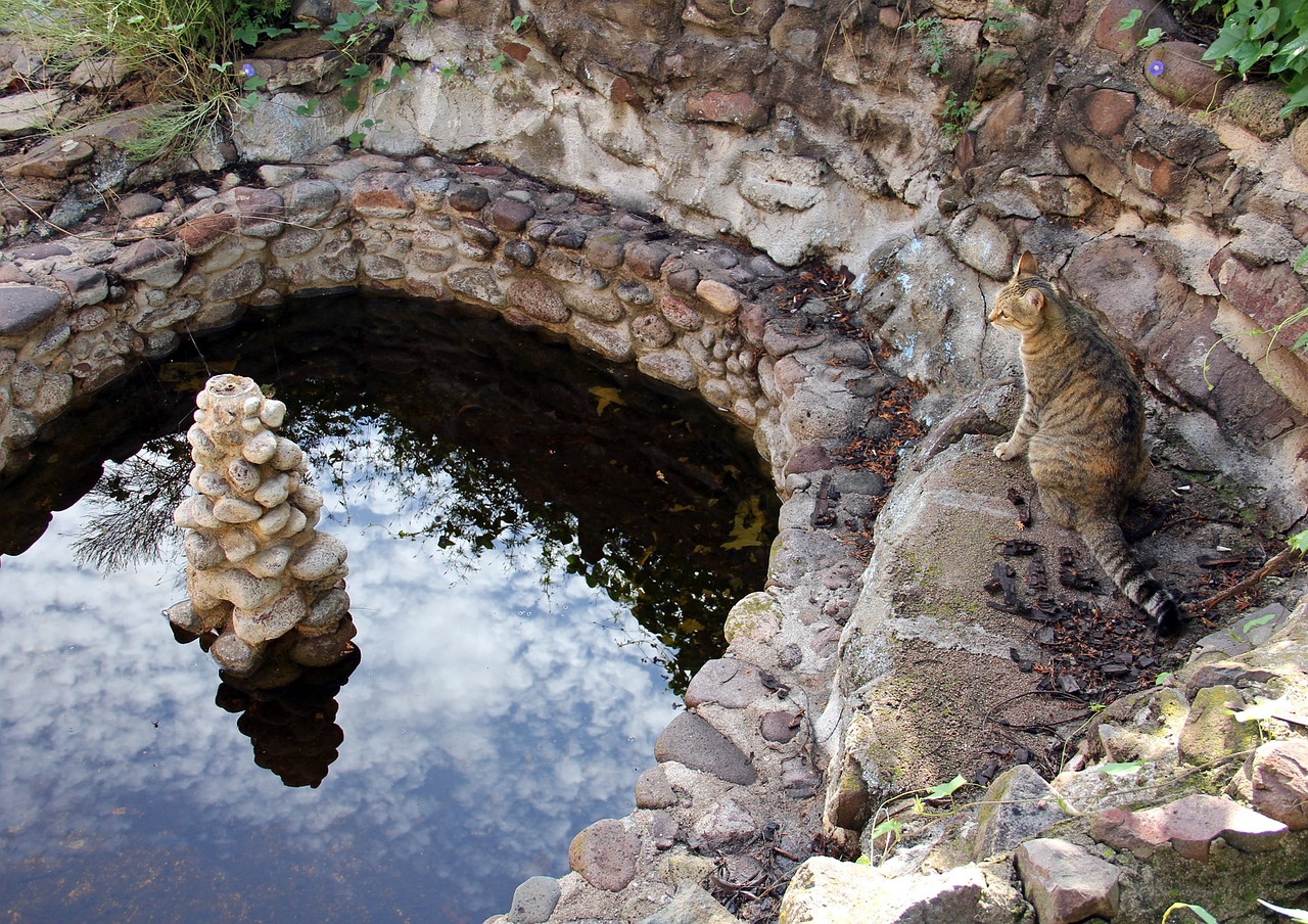 cat pond reflection free photo