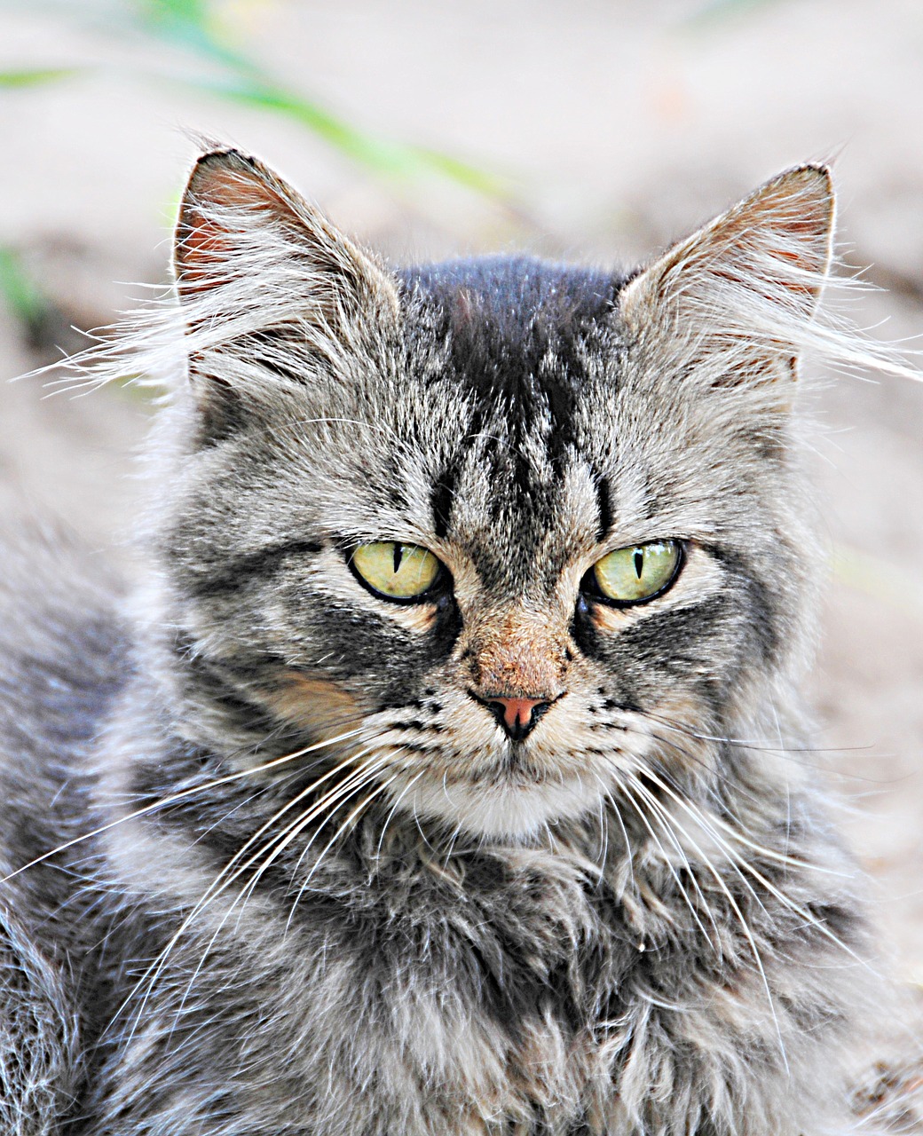 cat angry cat pet free photo