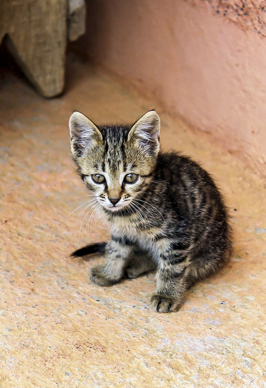 cat kitten farm cat free photo