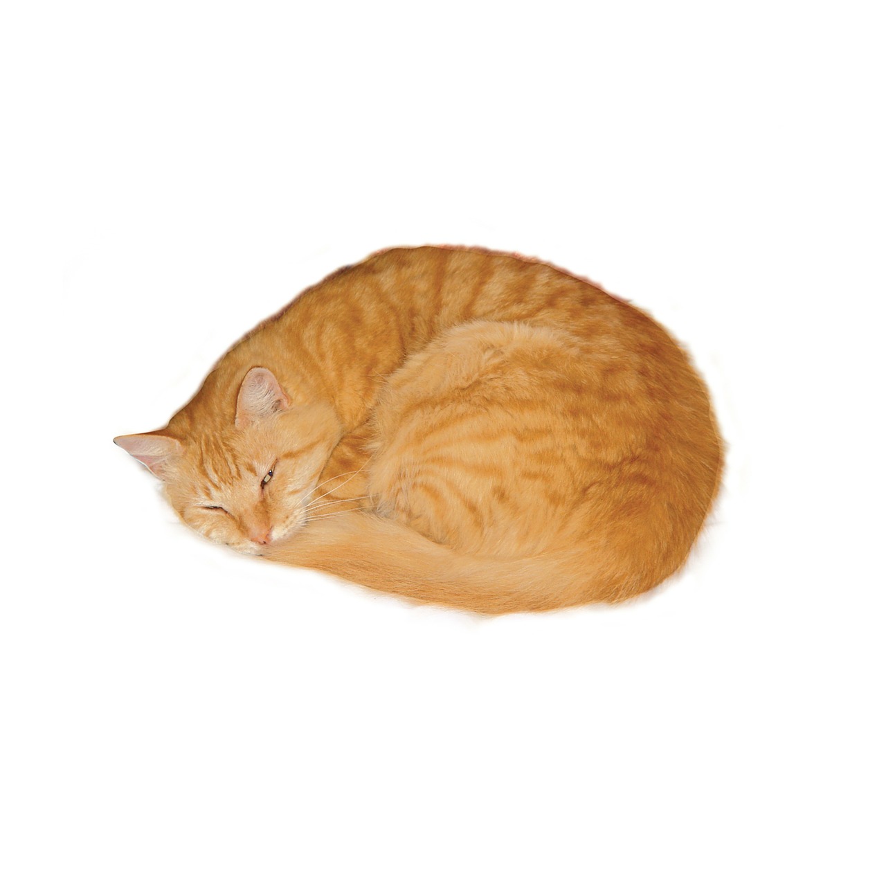 cat marmalade sleeping free photo