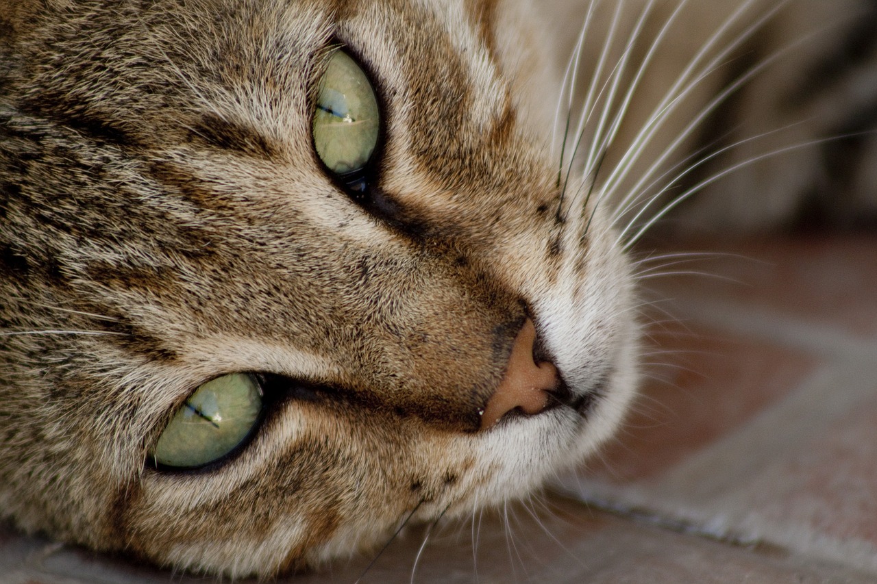 cat tabby cat animals free photo