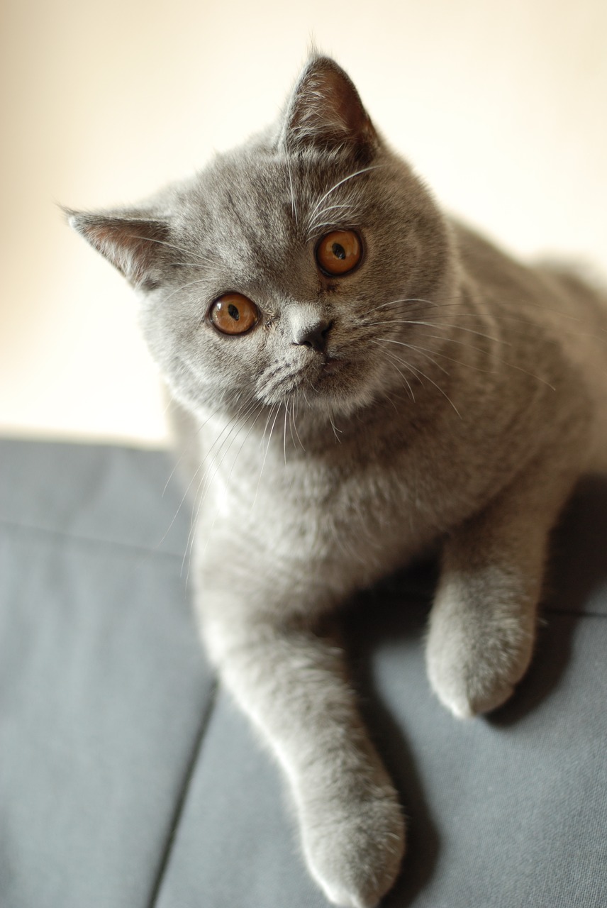 cat british shorthair cat pet free photo