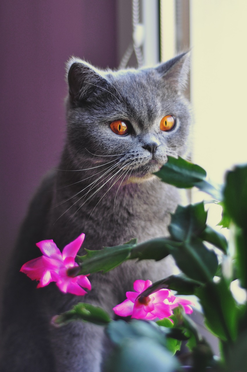 cat british shorthair cat pet free photo