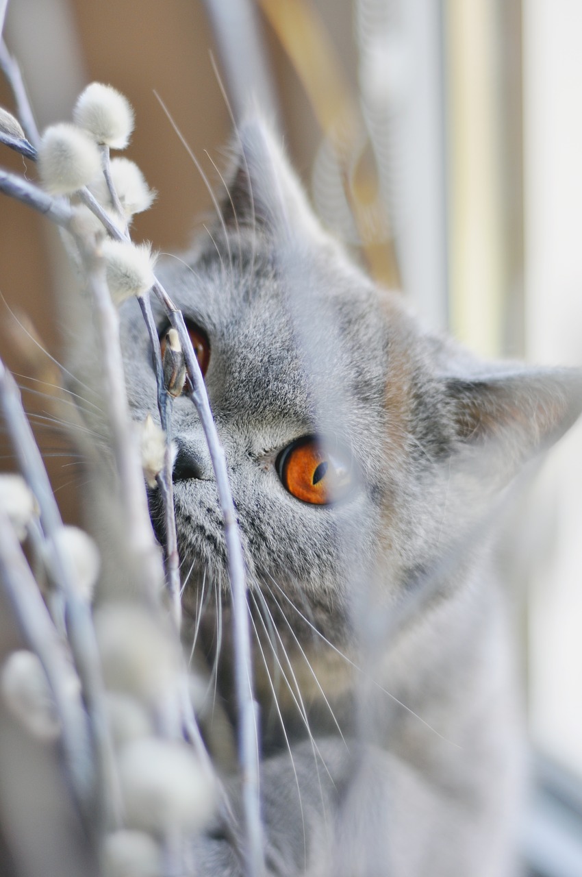 cat british shorthair cat pet free photo