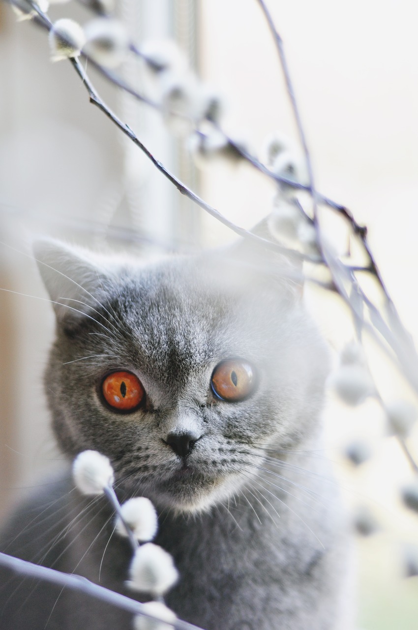 cat british shorthair cat pet free photo